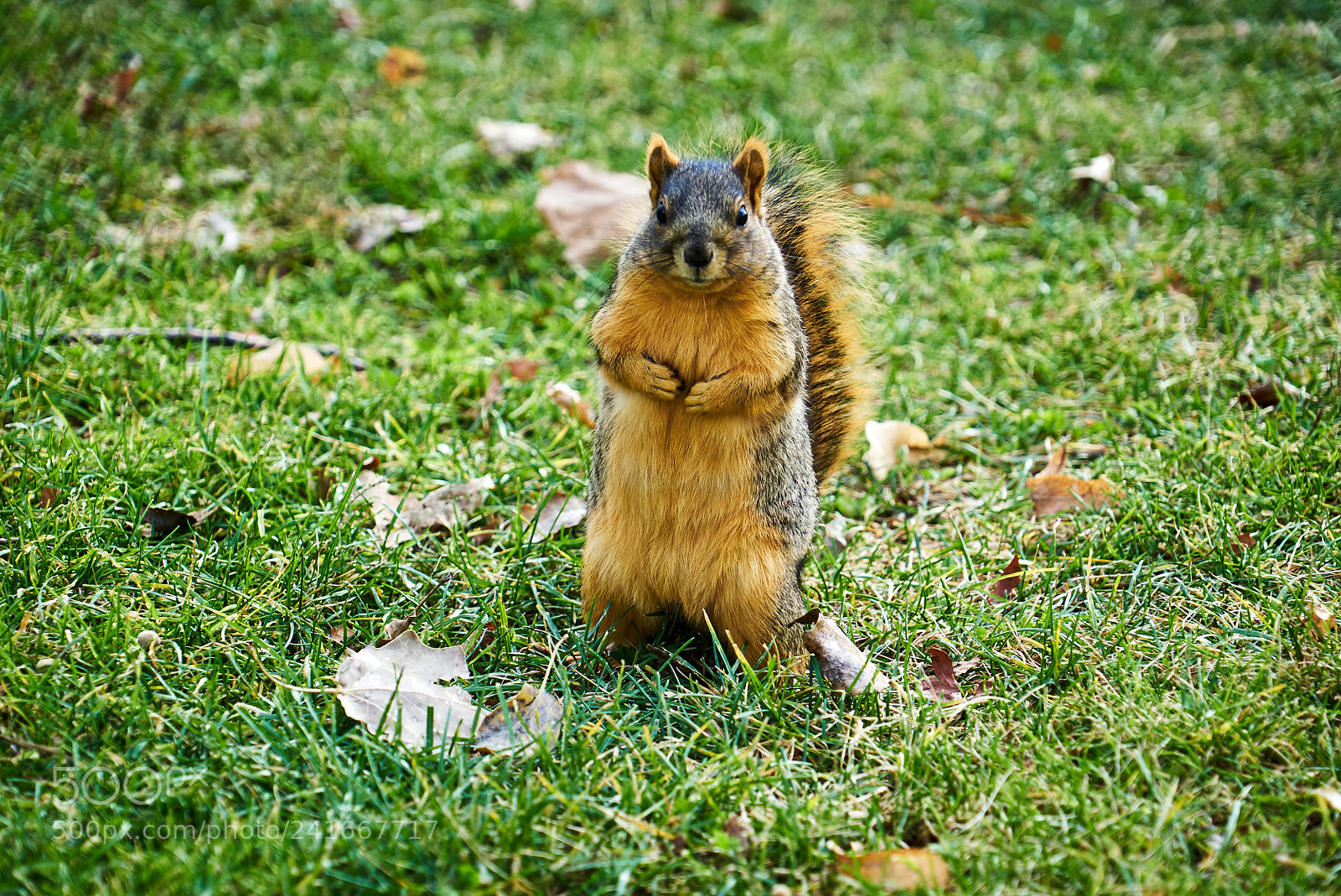 Sony a7S II sample photo. Squirrel photography