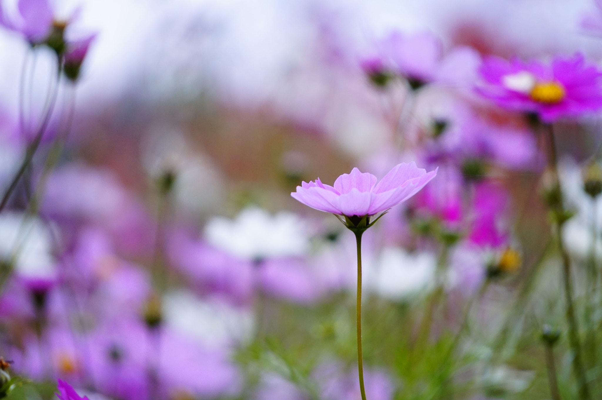 Sony E 55-210mm F4.5-6.3 OSS sample photo. 秋桜。 photography