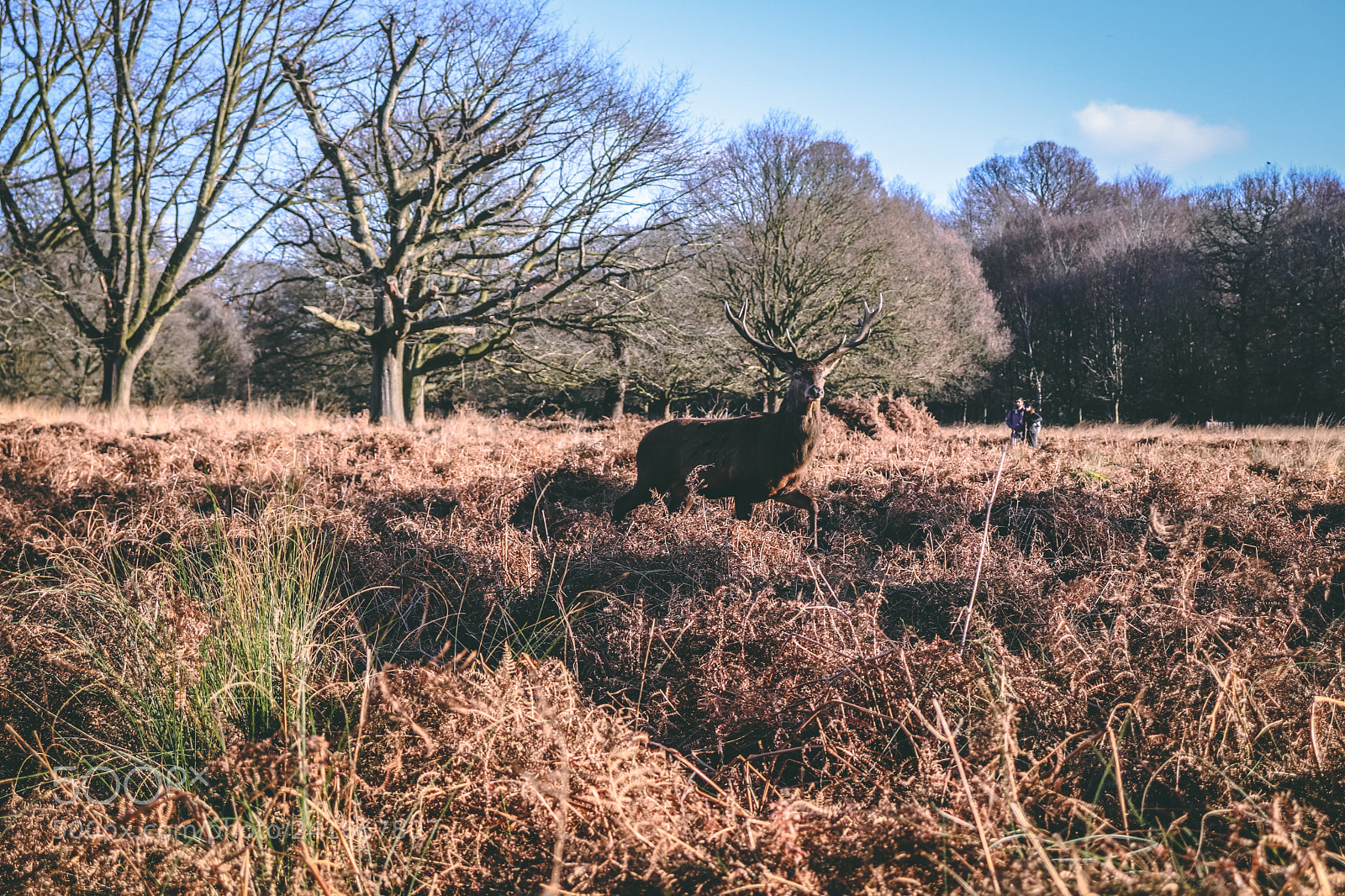 Canon EOS 200D (EOS Rebel SL2 / EOS Kiss X9) sample photo. A strong red stag photography