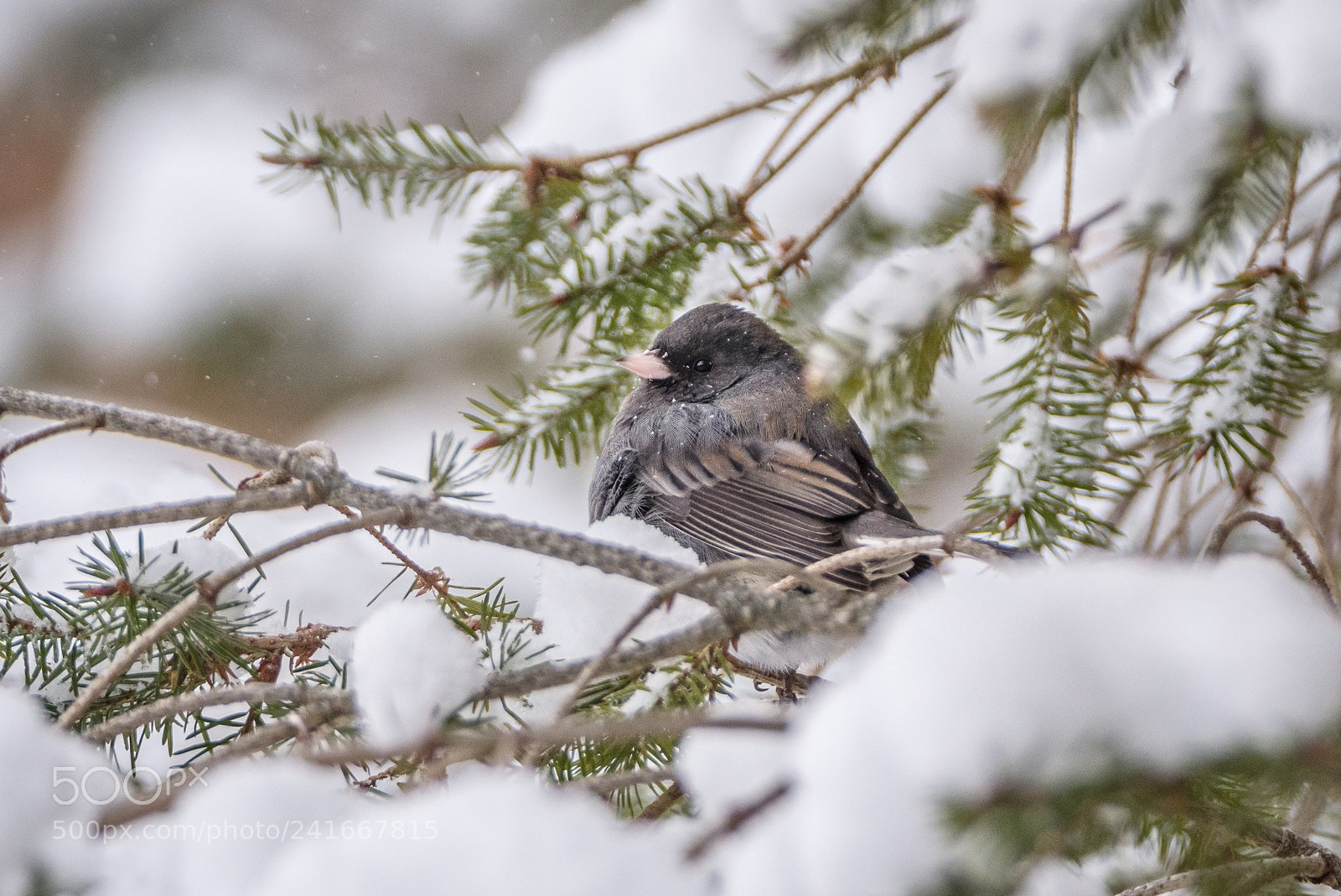 Nikon D500 sample photo. Junco in winter photography