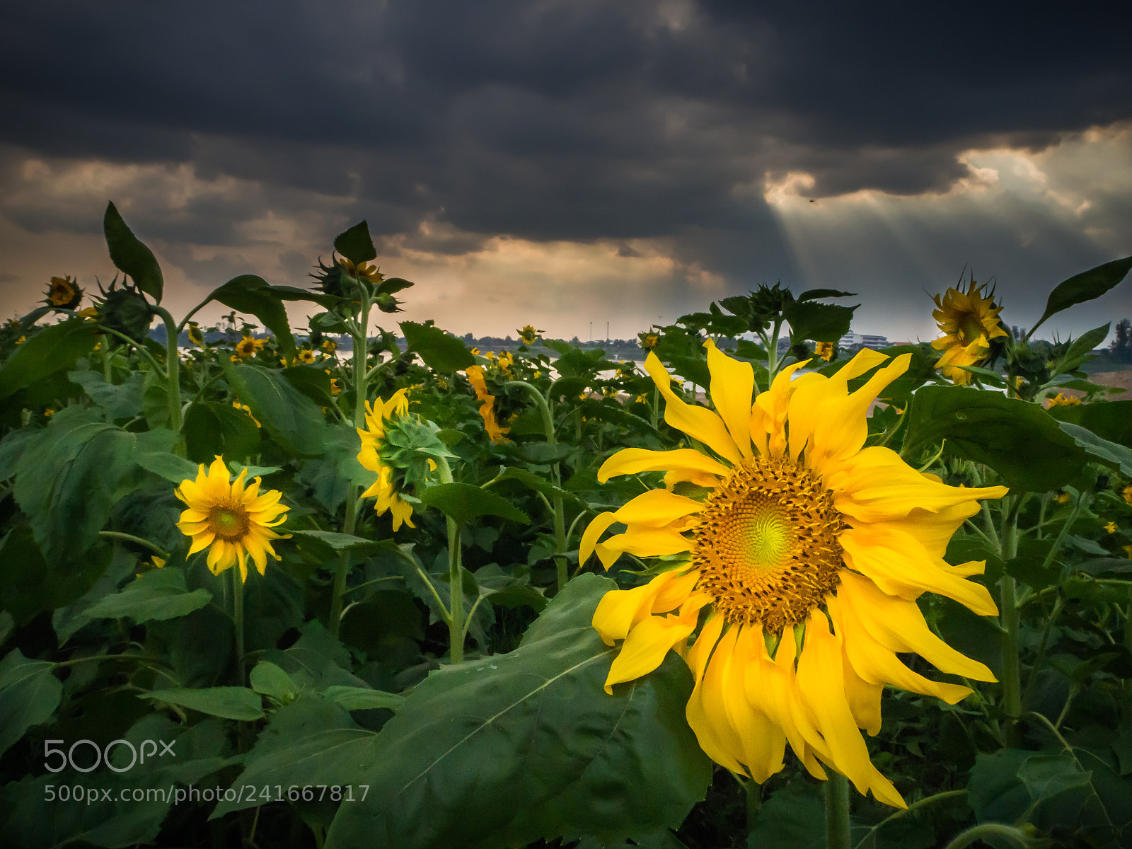 Olympus OM-D E-M10 III sample photo. My sun for you photography