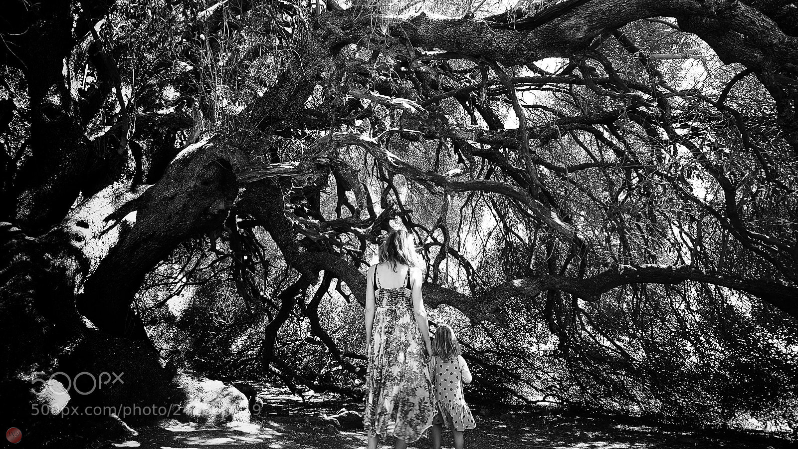 Olympus PEN-F sample photo. Into the woods photography