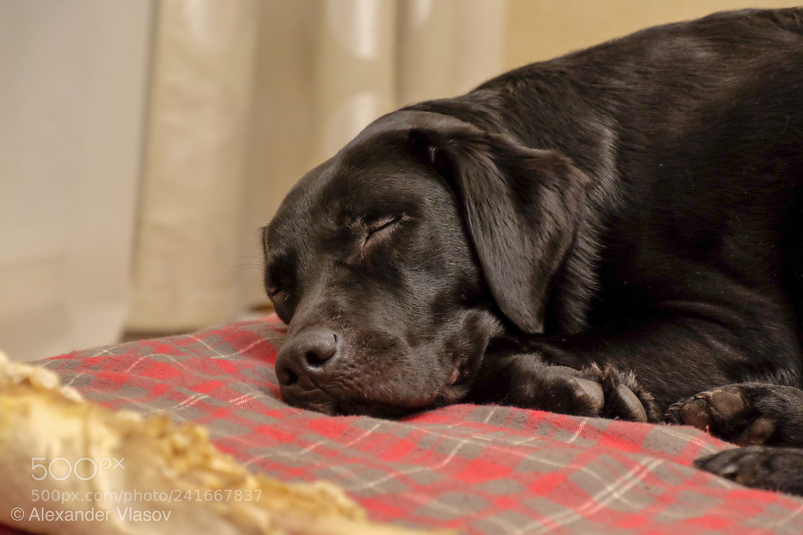 Fujifilm X-T10 sample photo. My best friend photography