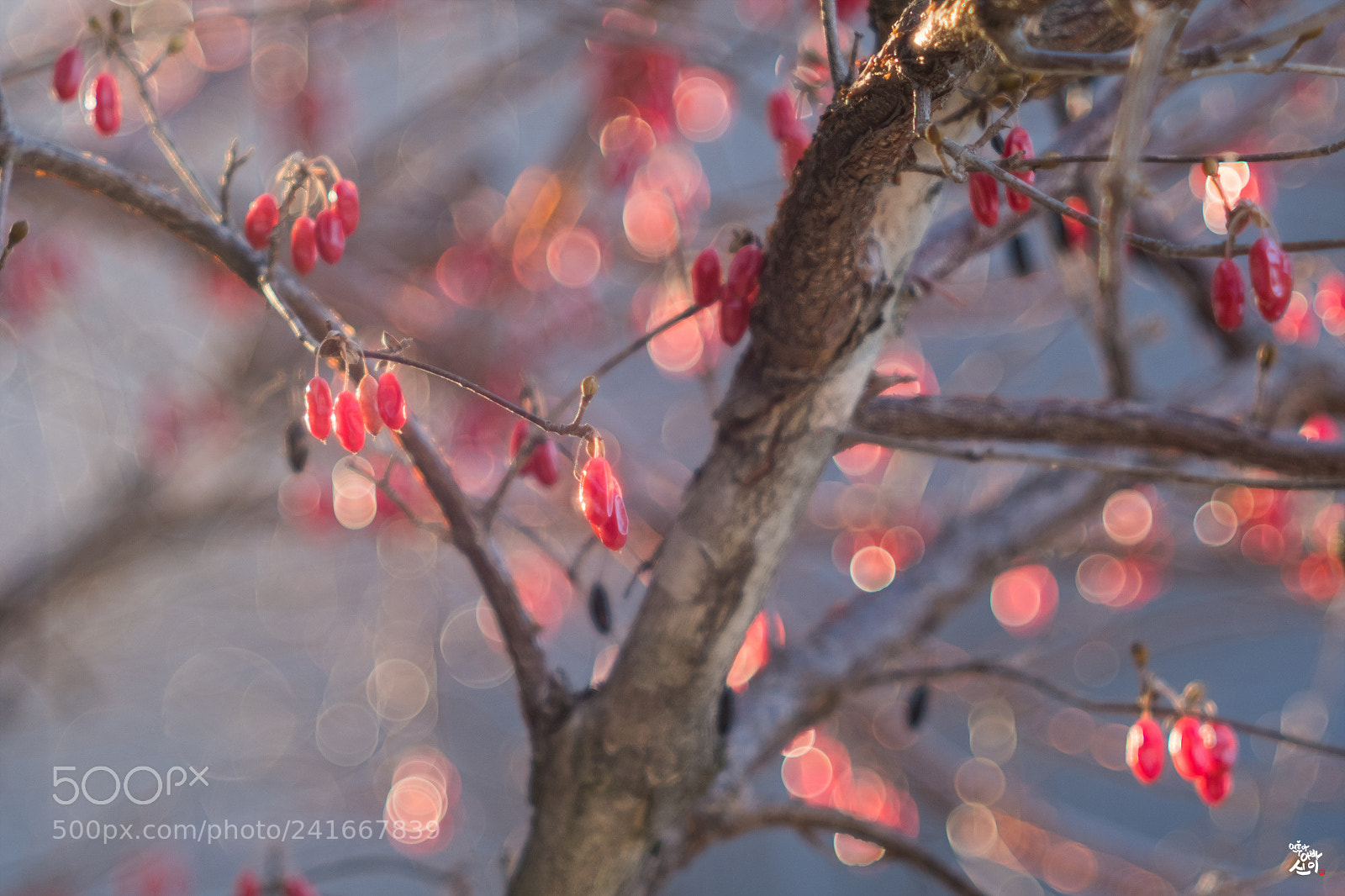 Fujifilm X-T2 sample photo. Cornus berry photography