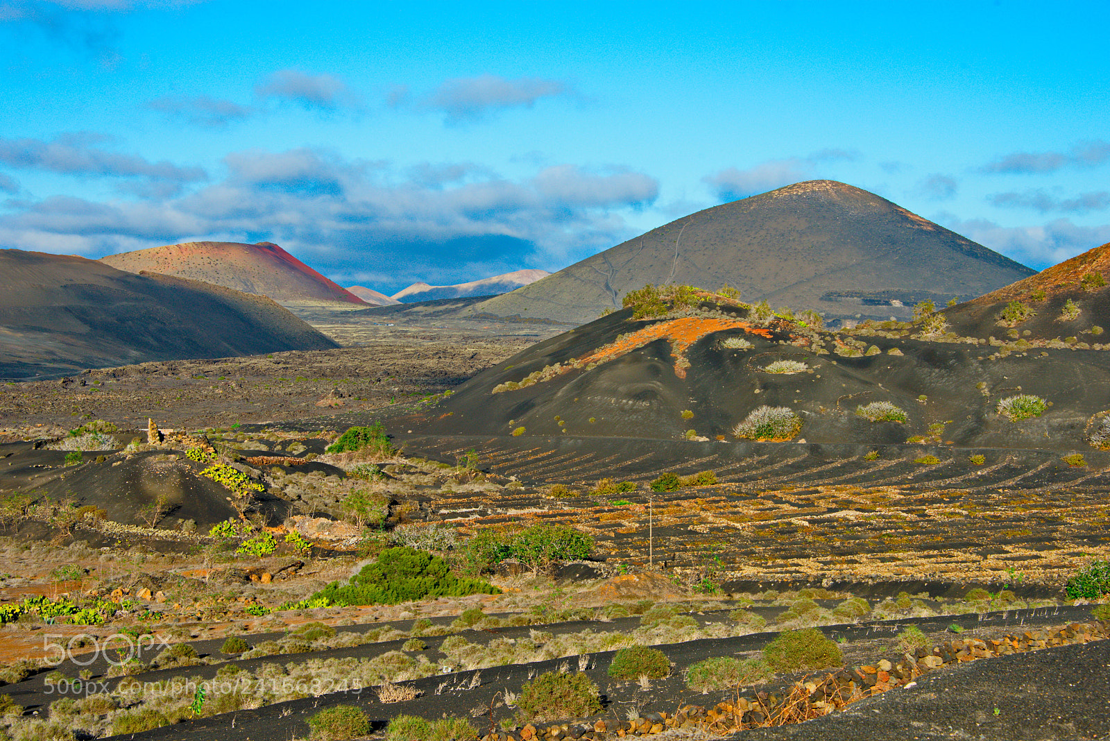 Nikon D800 sample photo. Colors of lanzarote vineyards photography