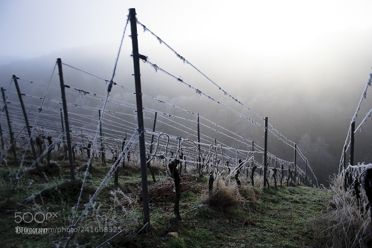 Canon EOS 20D sample photo. Vineyard in winter photography