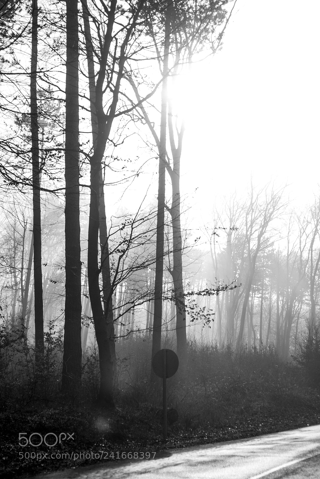 Nikon D80 sample photo. Foggy photography