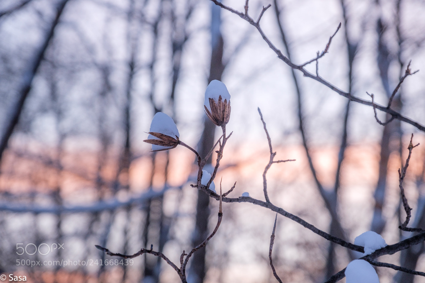 Fujifilm X-Pro2 sample photo. Snow flowers photography