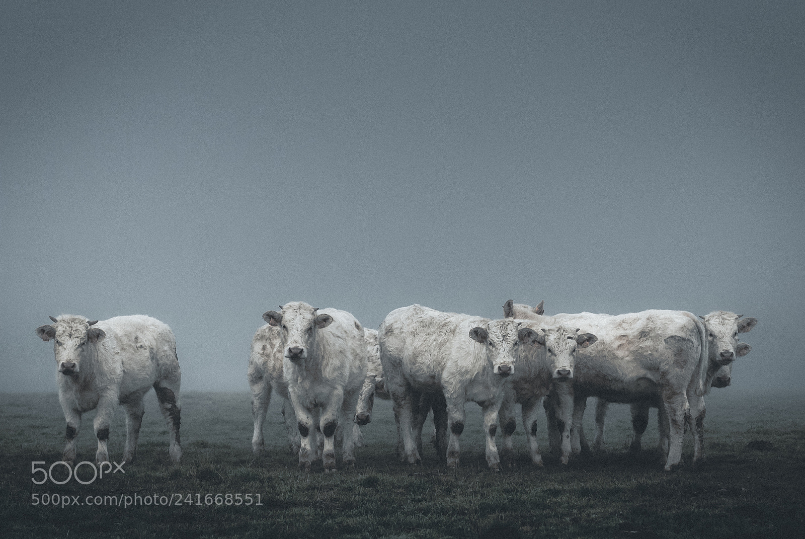 Nikon D200 sample photo. Broutards in the fog photography