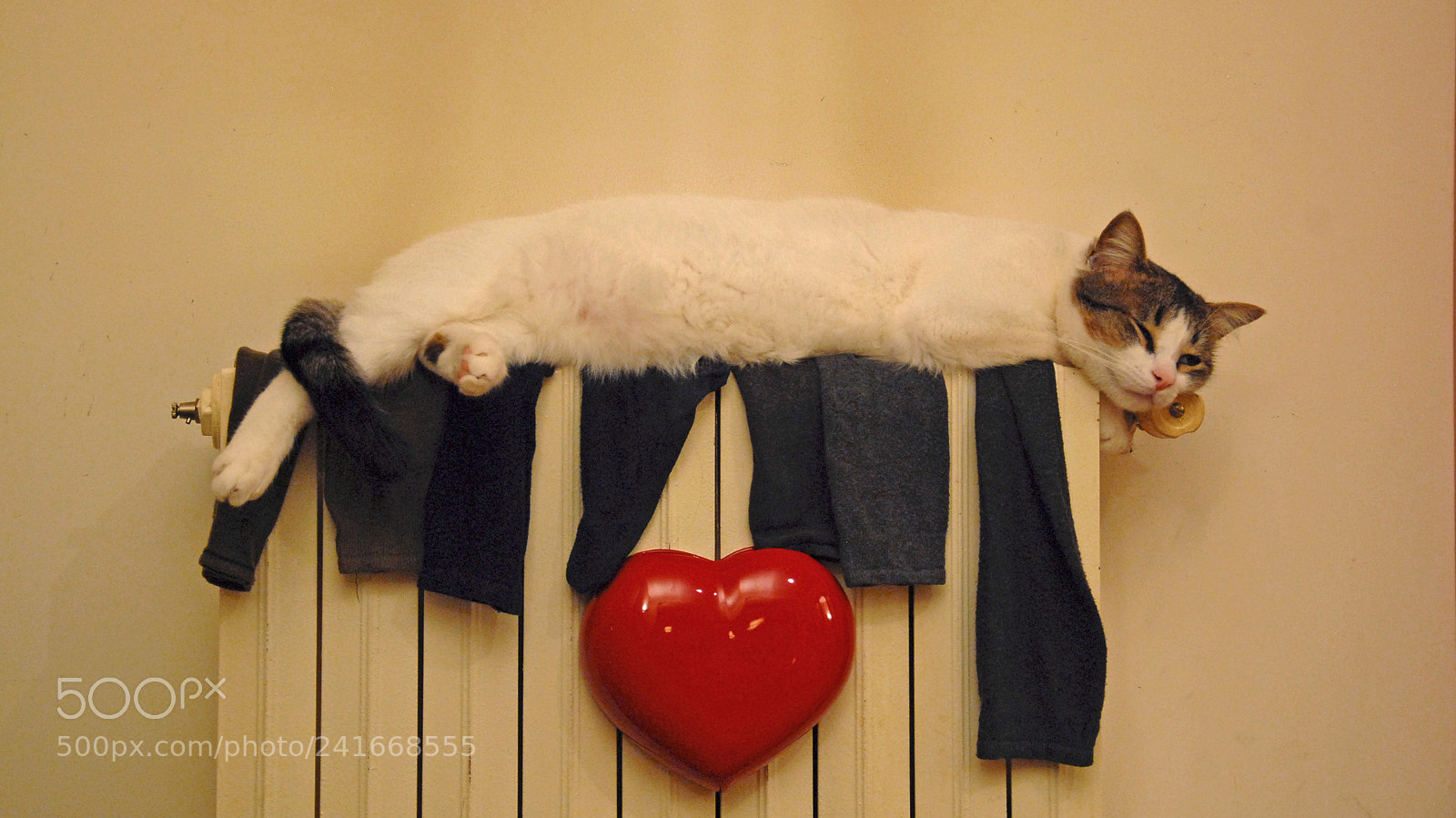 Nikon D200 sample photo. Haruki on the socks photography
