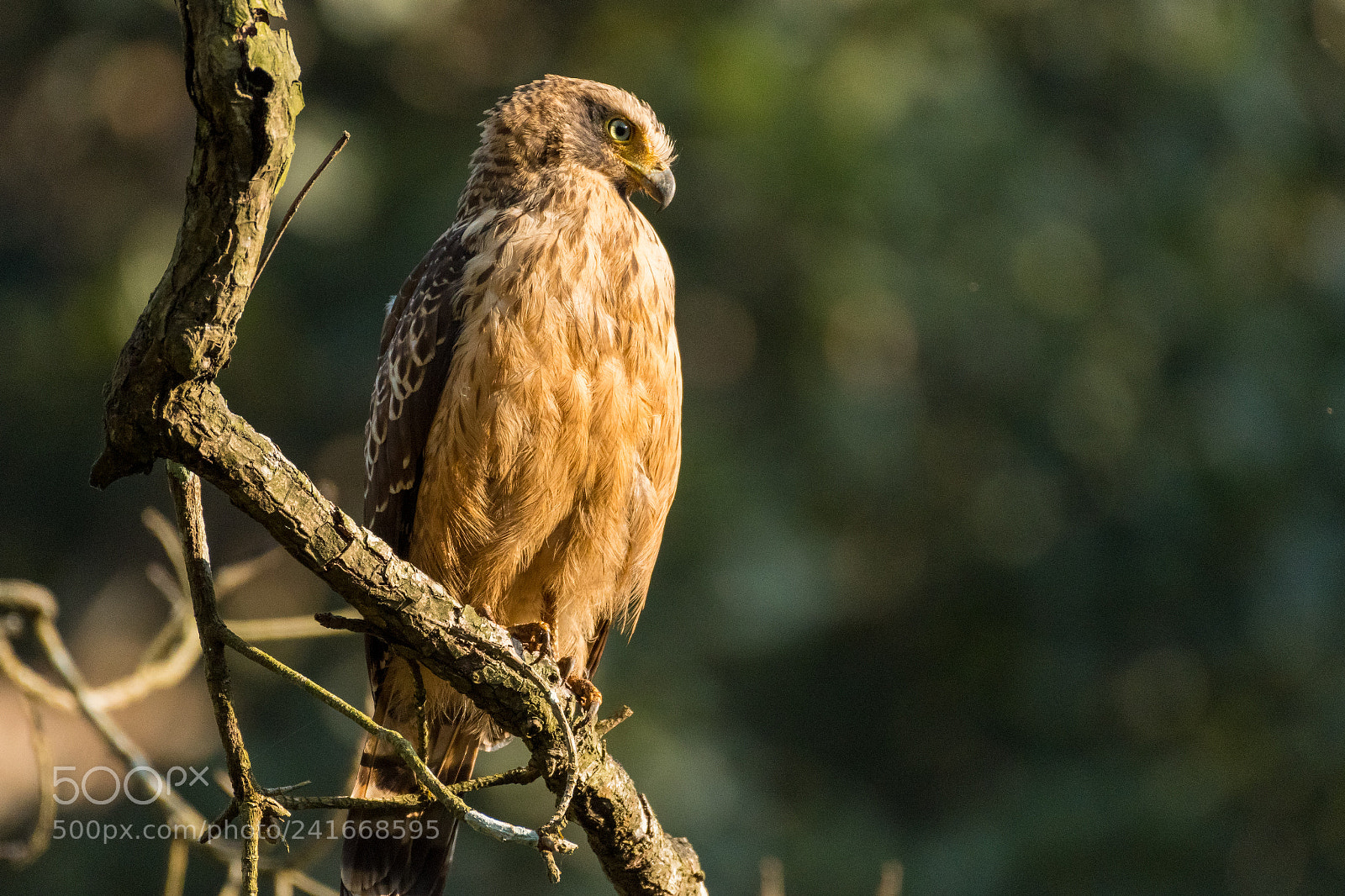 Nikon D500 sample photo. Crested serpent eagle juvenile photography