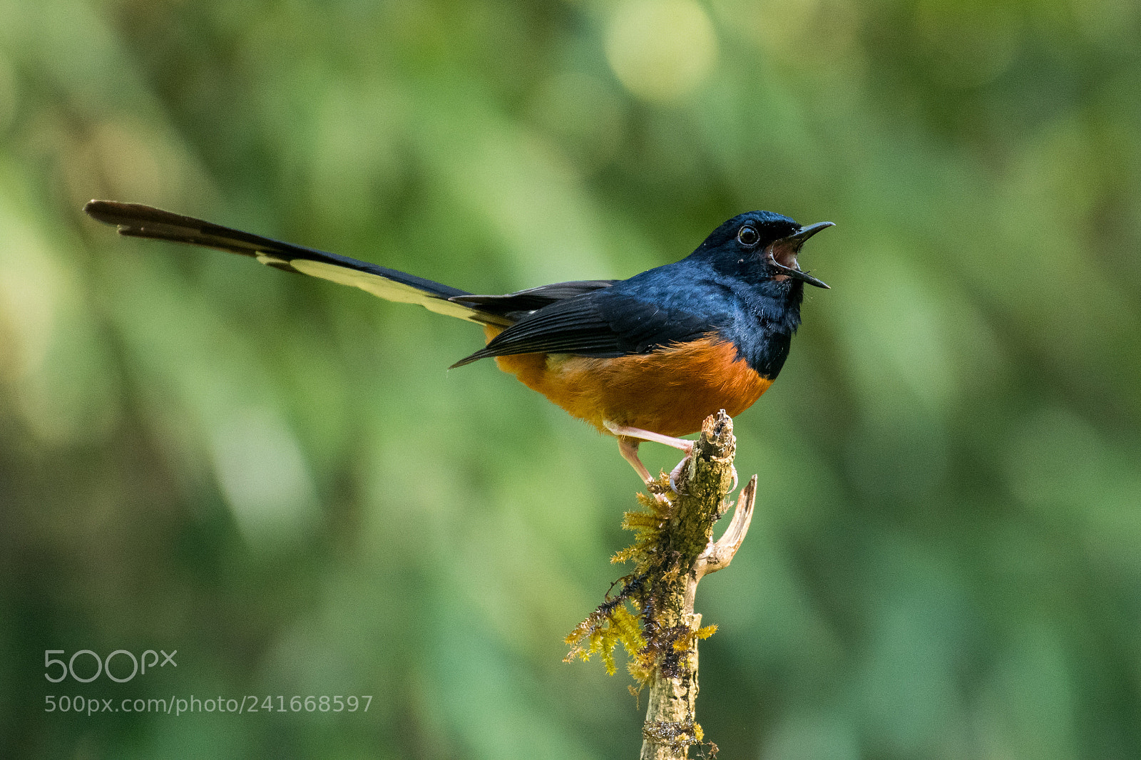 Nikon D500 sample photo. White-rumped shama photography
