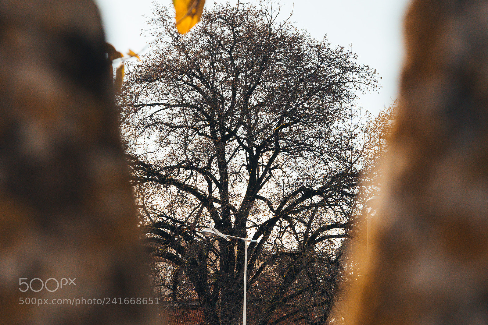Nikon D7500 sample photo. Tree through a tree photography