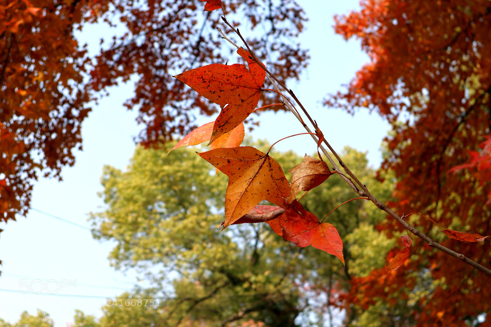 Canon EOS M100 sample photo. Maple leaves in my photography