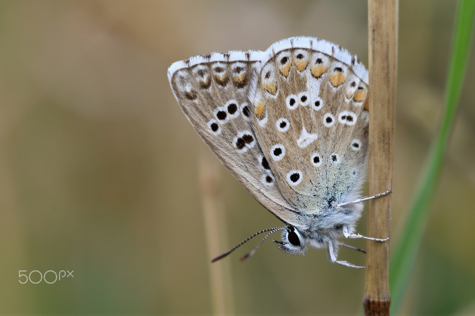 Nikon AF-S Micro-Nikkor 105mm F2.8G IF-ED VR sample photo. Butterfly photography