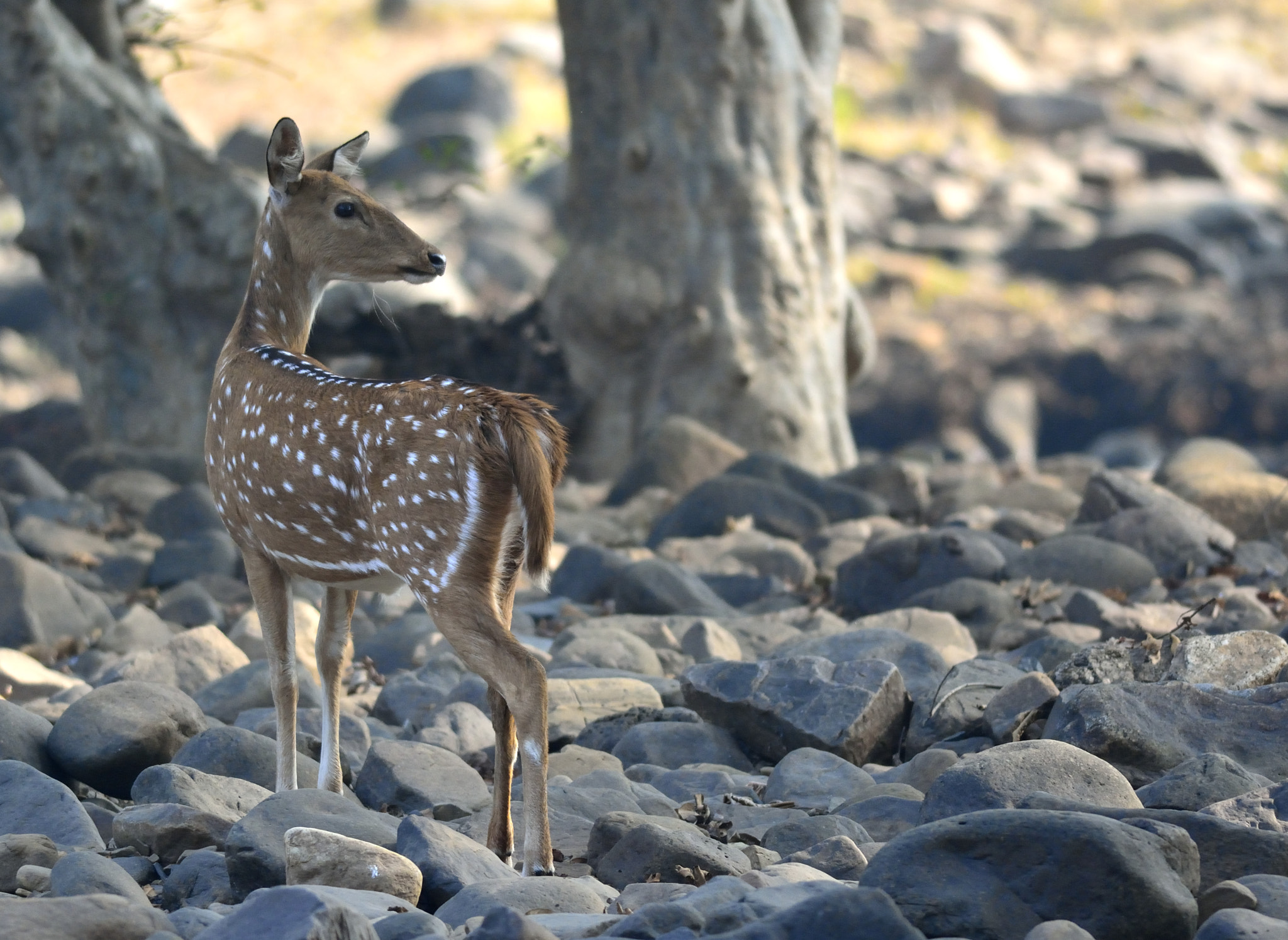 Nikon D5200 + Nikon AF-S Nikkor 300mm F4D ED-IF sample photo. Spotty photography