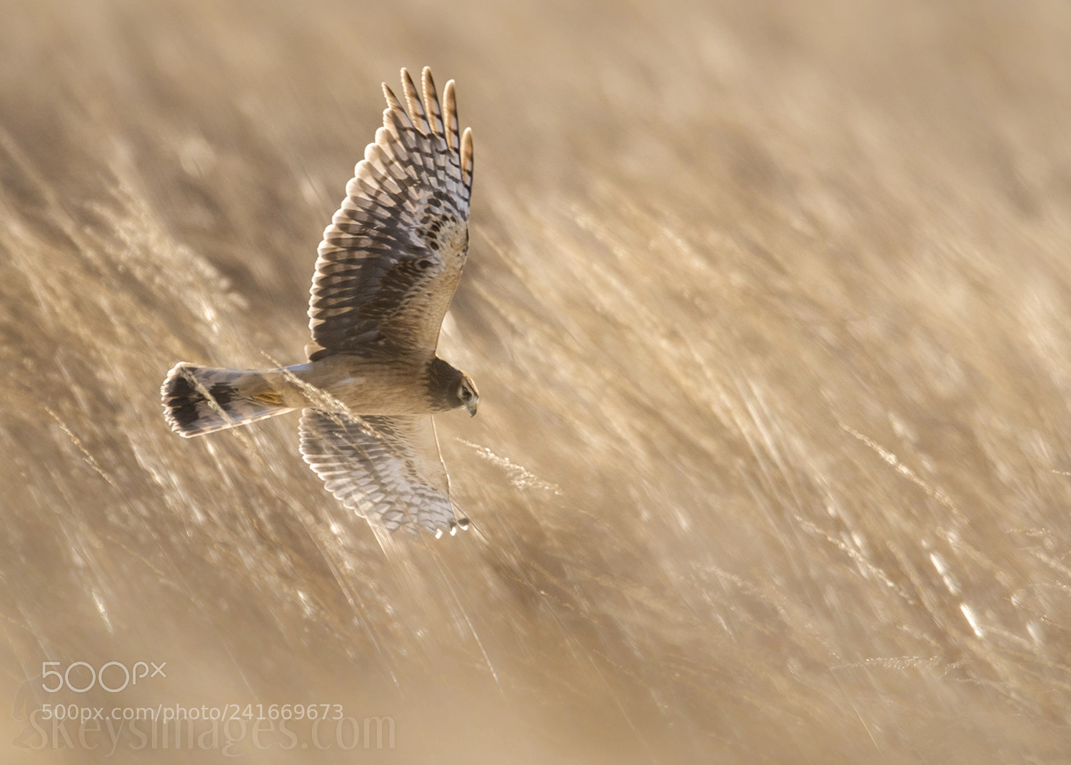 Nikon D500 sample photo. Working the grassland northern photography