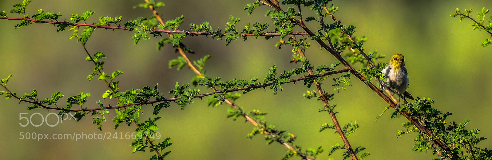 Nikon D5 sample photo. Yellow head photography
