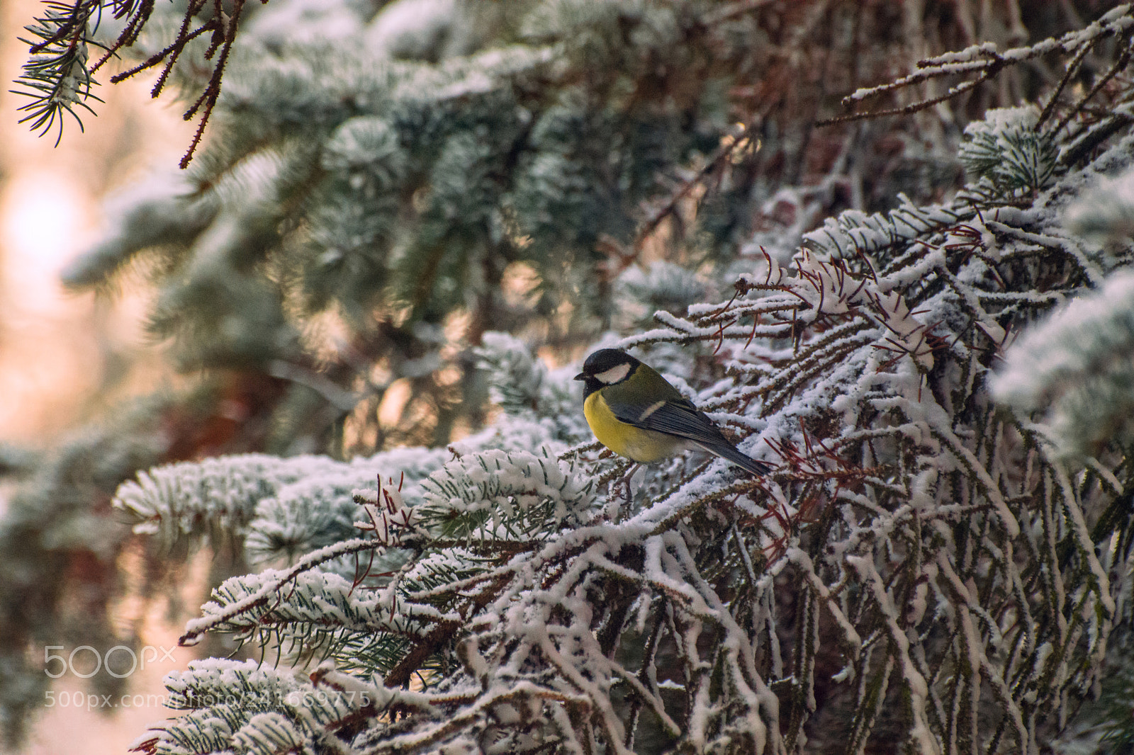 Nikon D7200 sample photo. Great tit photography