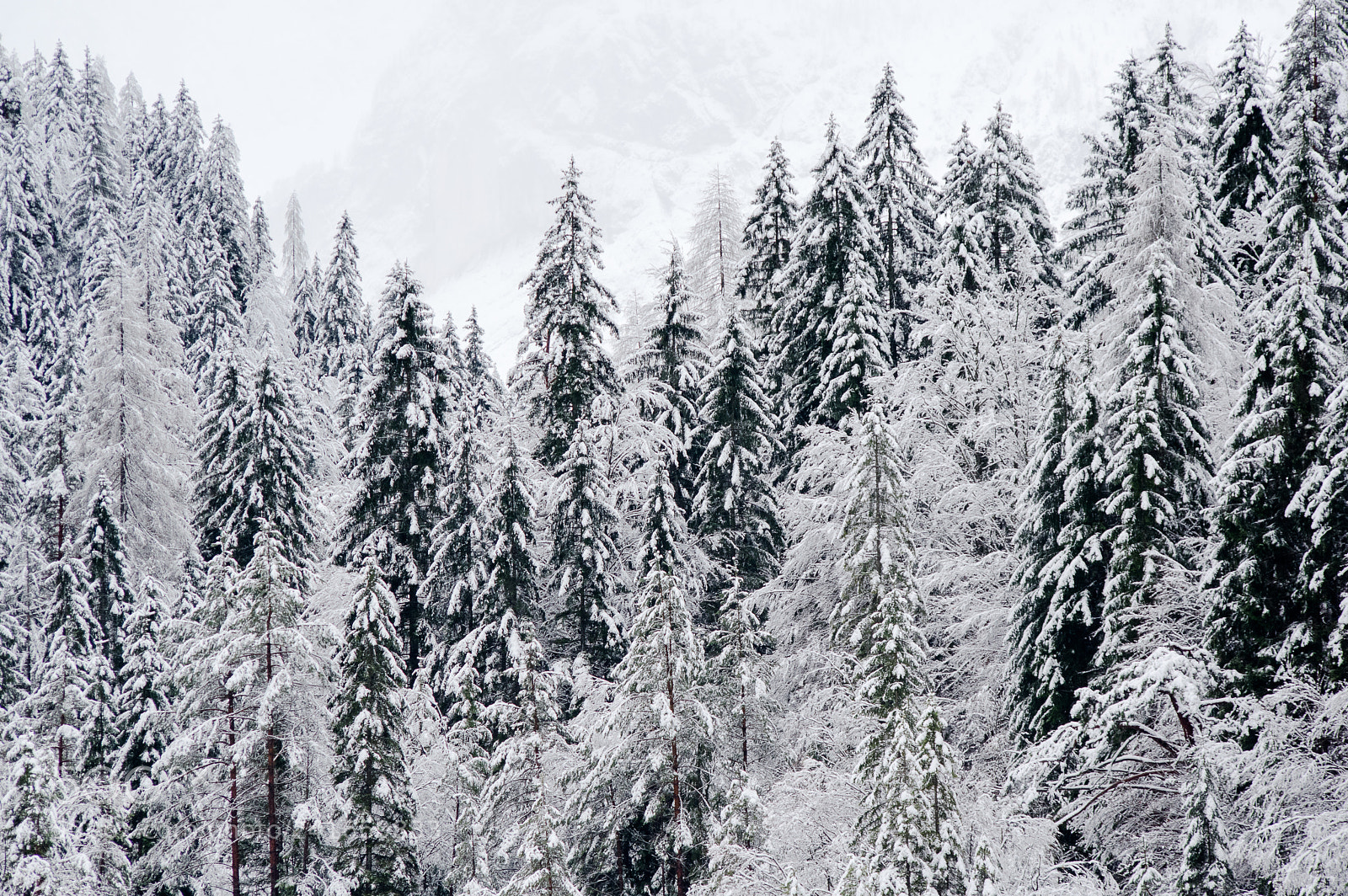 Pentax K-3 sample photo. Kranjska gora photography