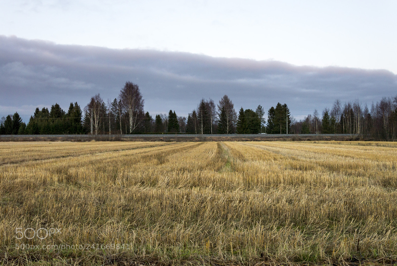 Nikon D3200 sample photo. Wheat field photography