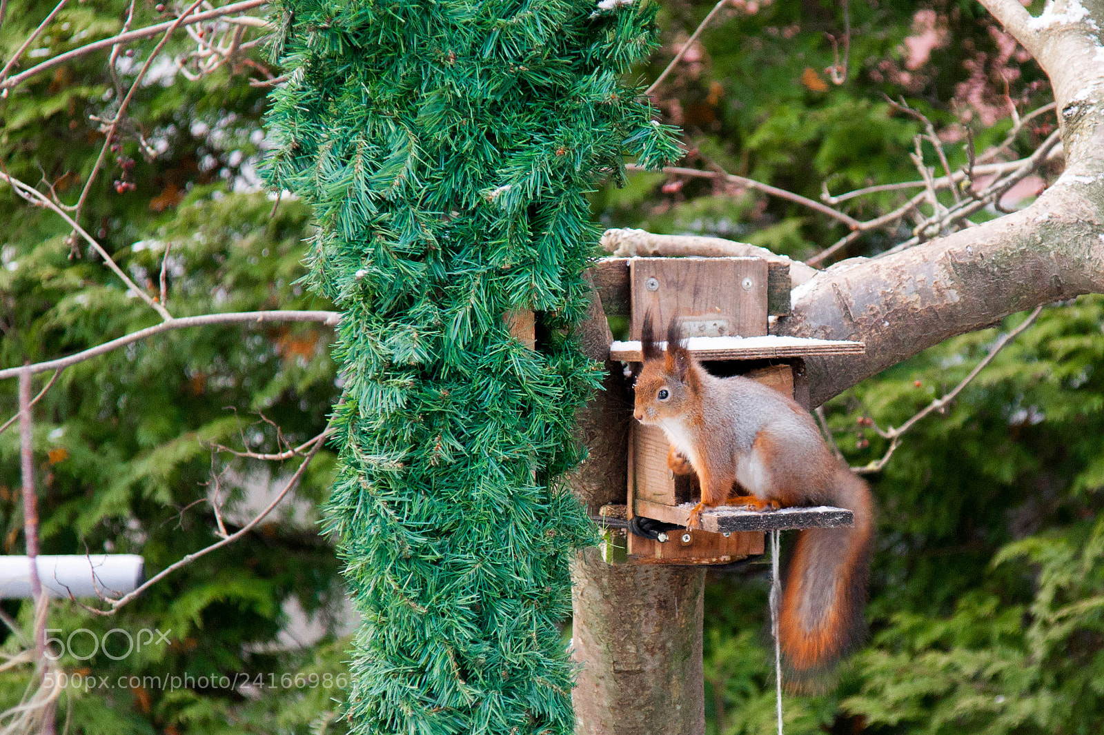 Sony Alpha DSLR-A700 sample photo. City squirrel photography