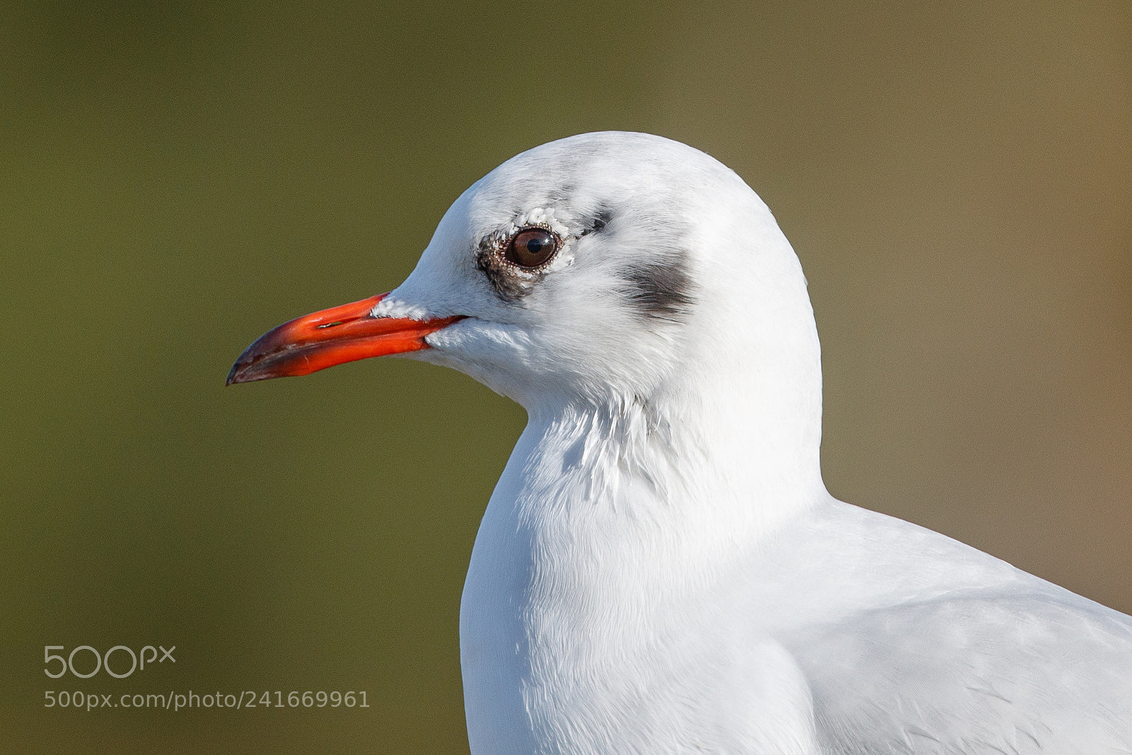 Canon EOS-1D X Mark II sample photo. Black headed gull photography