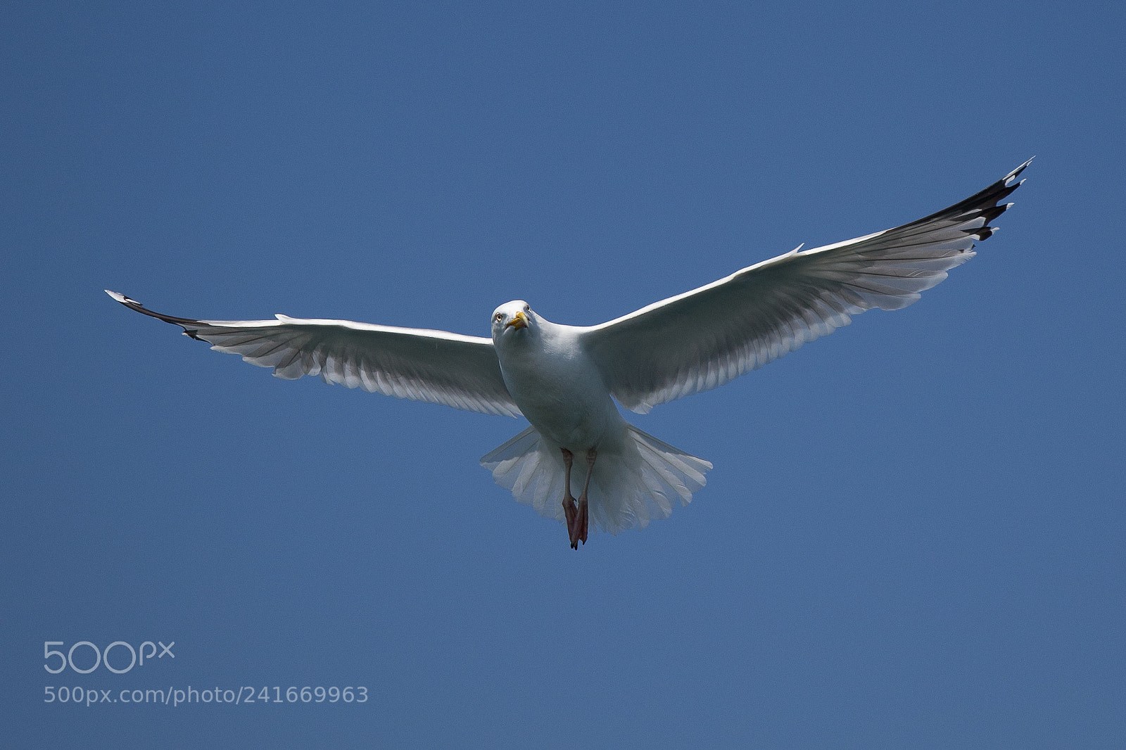 Canon EOS-1D X sample photo. Herring gull photography