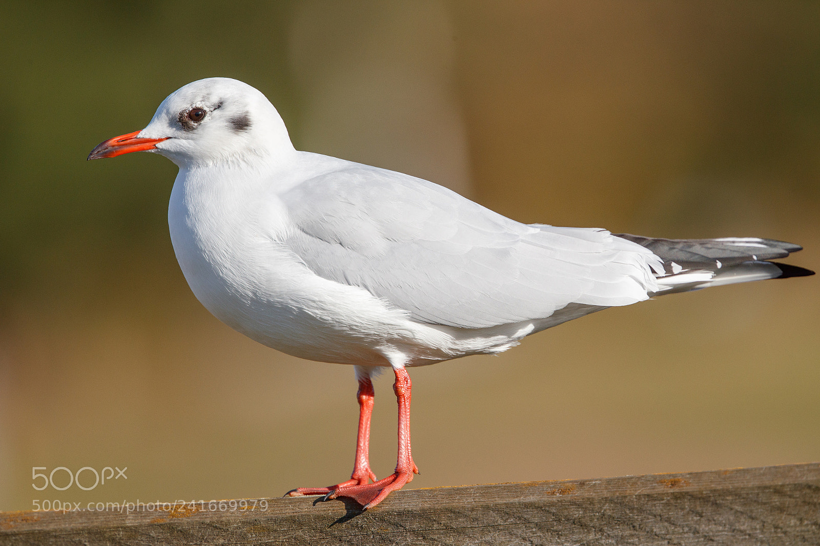 Canon EOS-1D X Mark II sample photo. Black headed gull photography