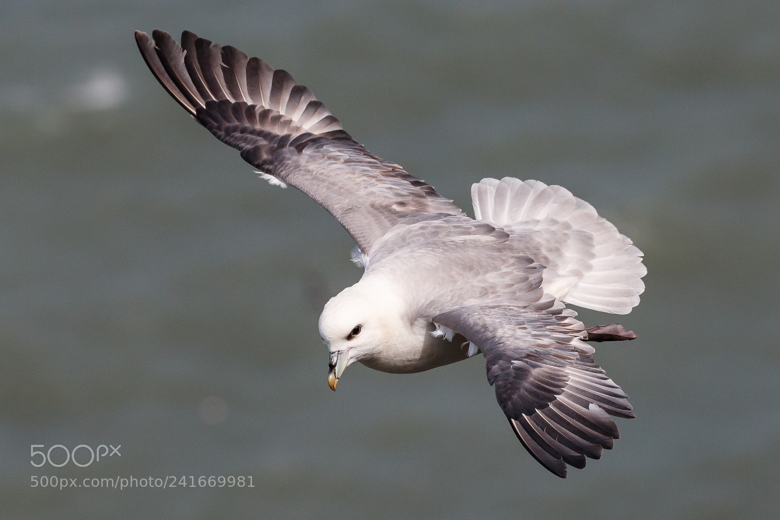 Canon EOS-1D X Mark II sample photo. Fulmar photography
