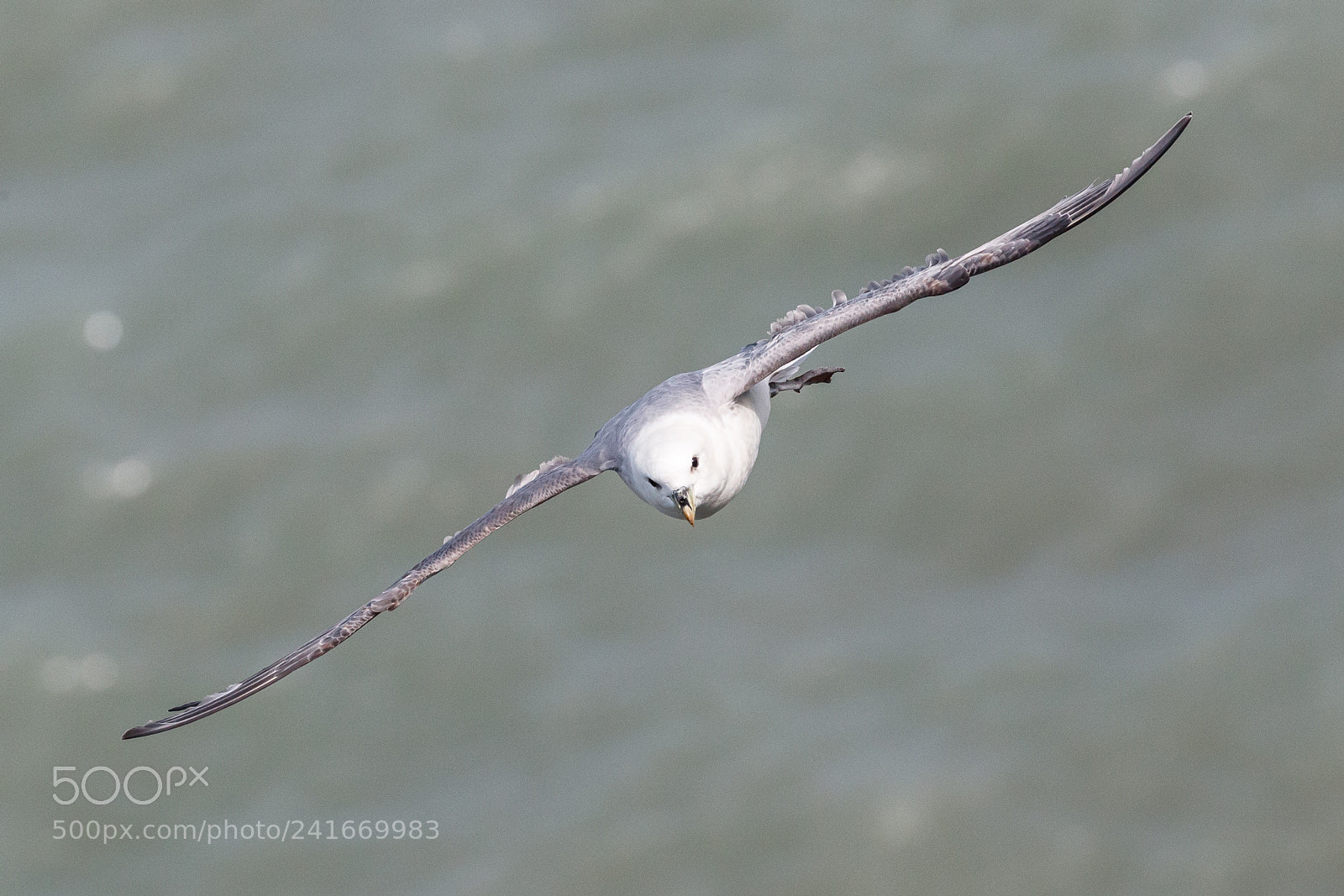 Canon EOS-1D X Mark II sample photo. Fulmar photography