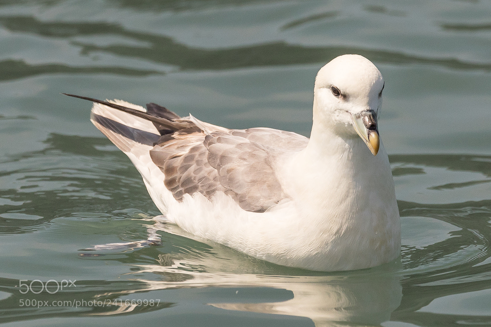 Canon EOS-1D X Mark II sample photo. Fulmar photography