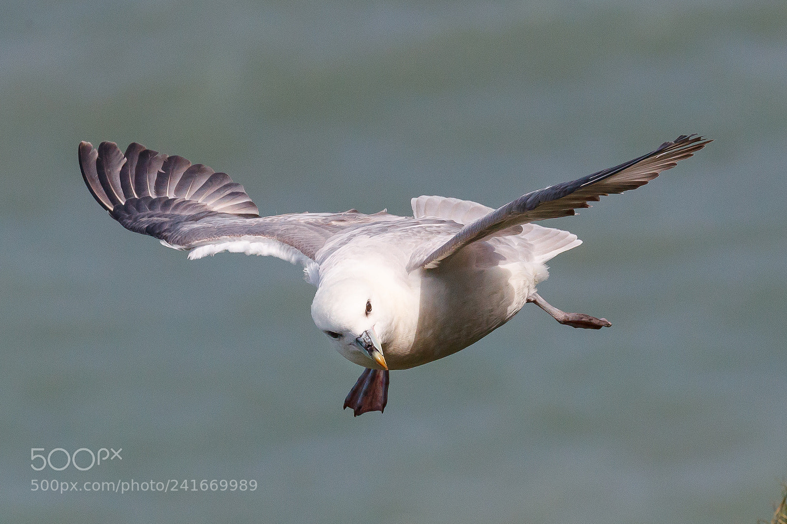 Canon EOS-1D X Mark II sample photo. Fulmar photography