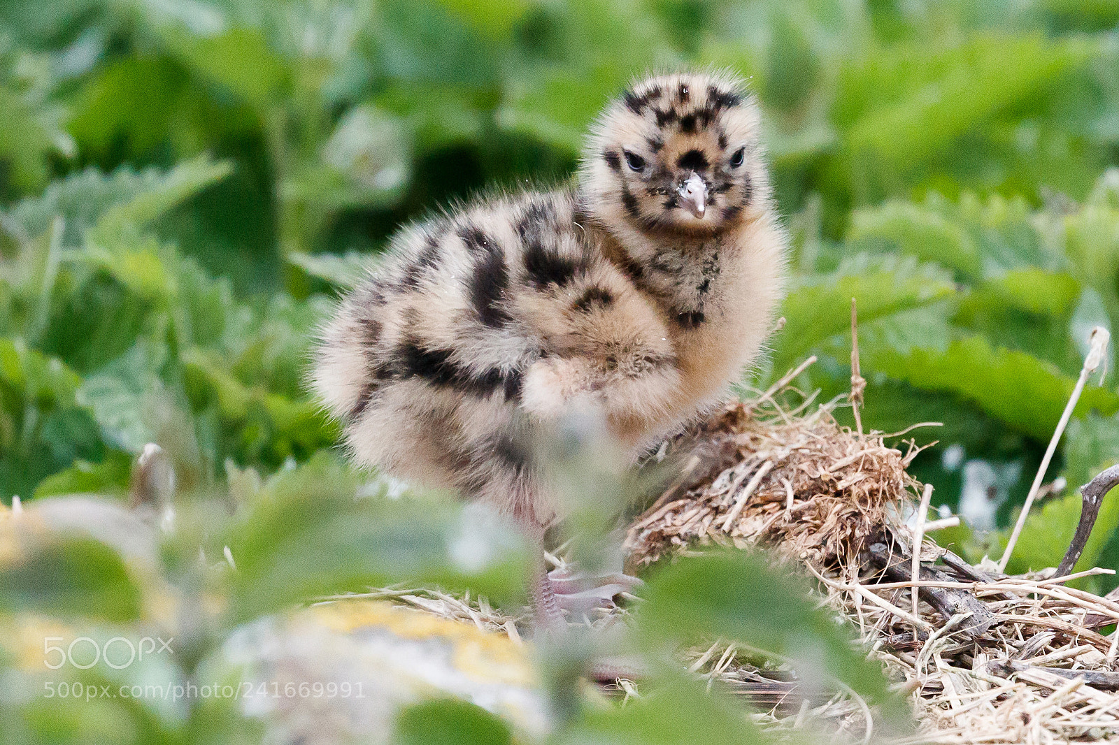 Canon EOS-1D X Mark II sample photo. Black headed gull chick photography