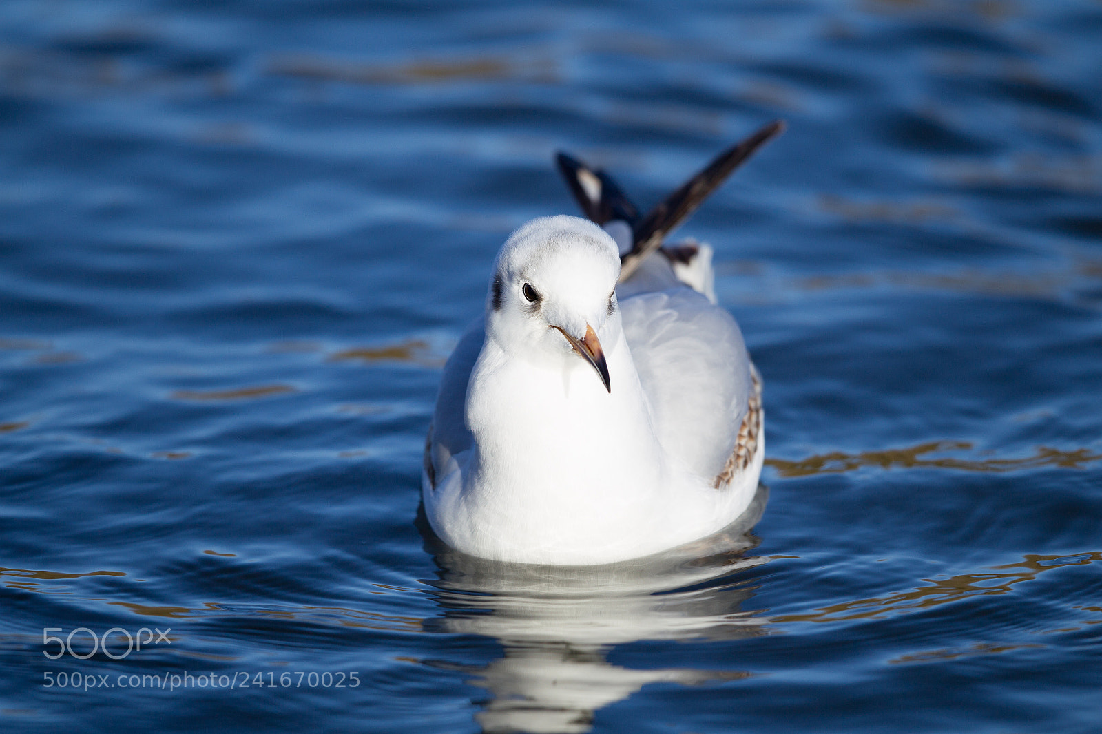 Canon EOS-1D Mark IV sample photo. Black headed gull photography