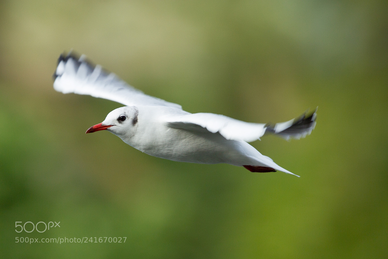 Canon EOS-1D Mark IV sample photo. Black headed gull photography