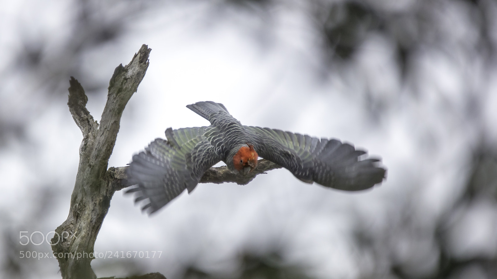 Canon EOS 5DS sample photo. Gang-gang cockatoo photography