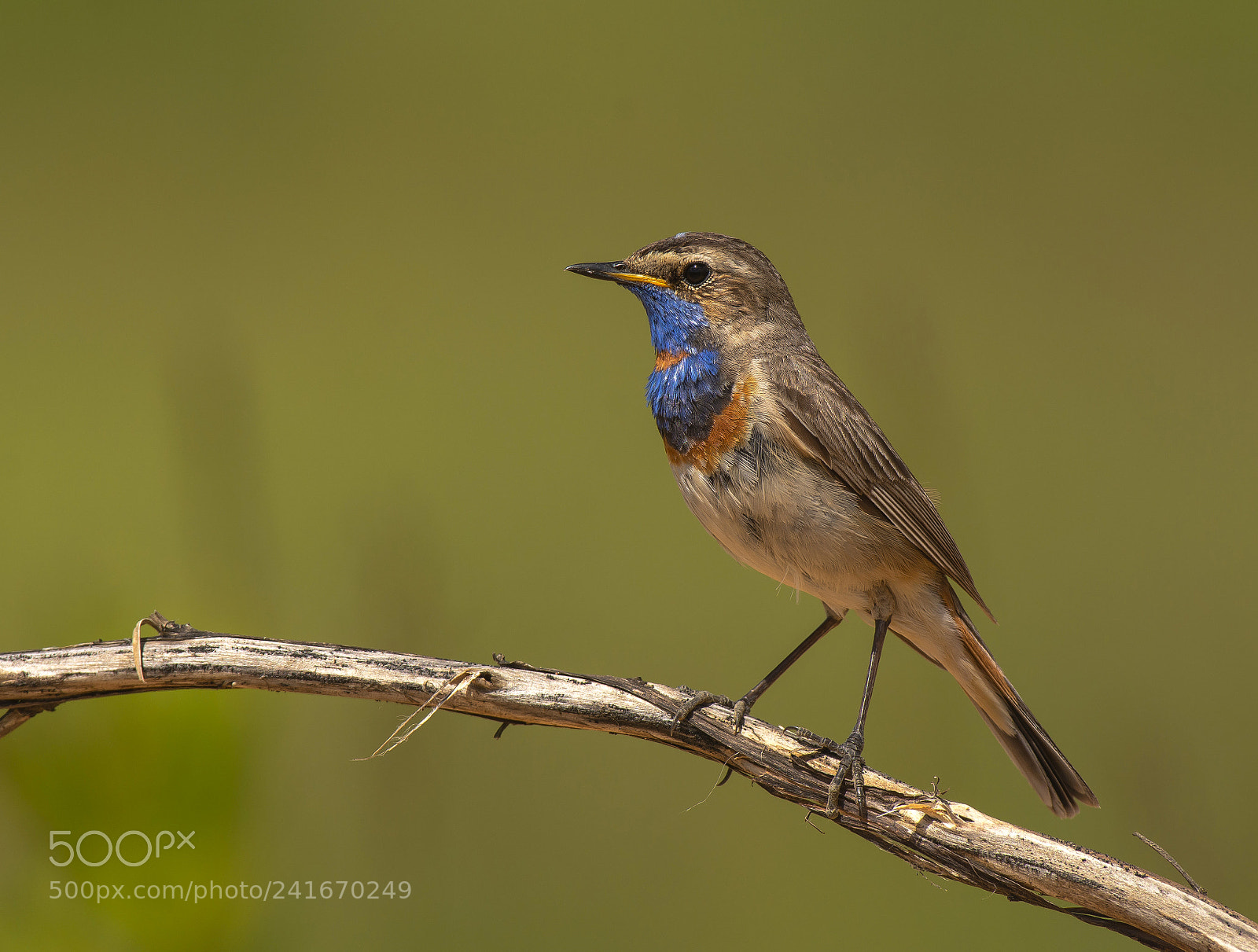Nikon D7200 sample photo. Bluethroat photography
