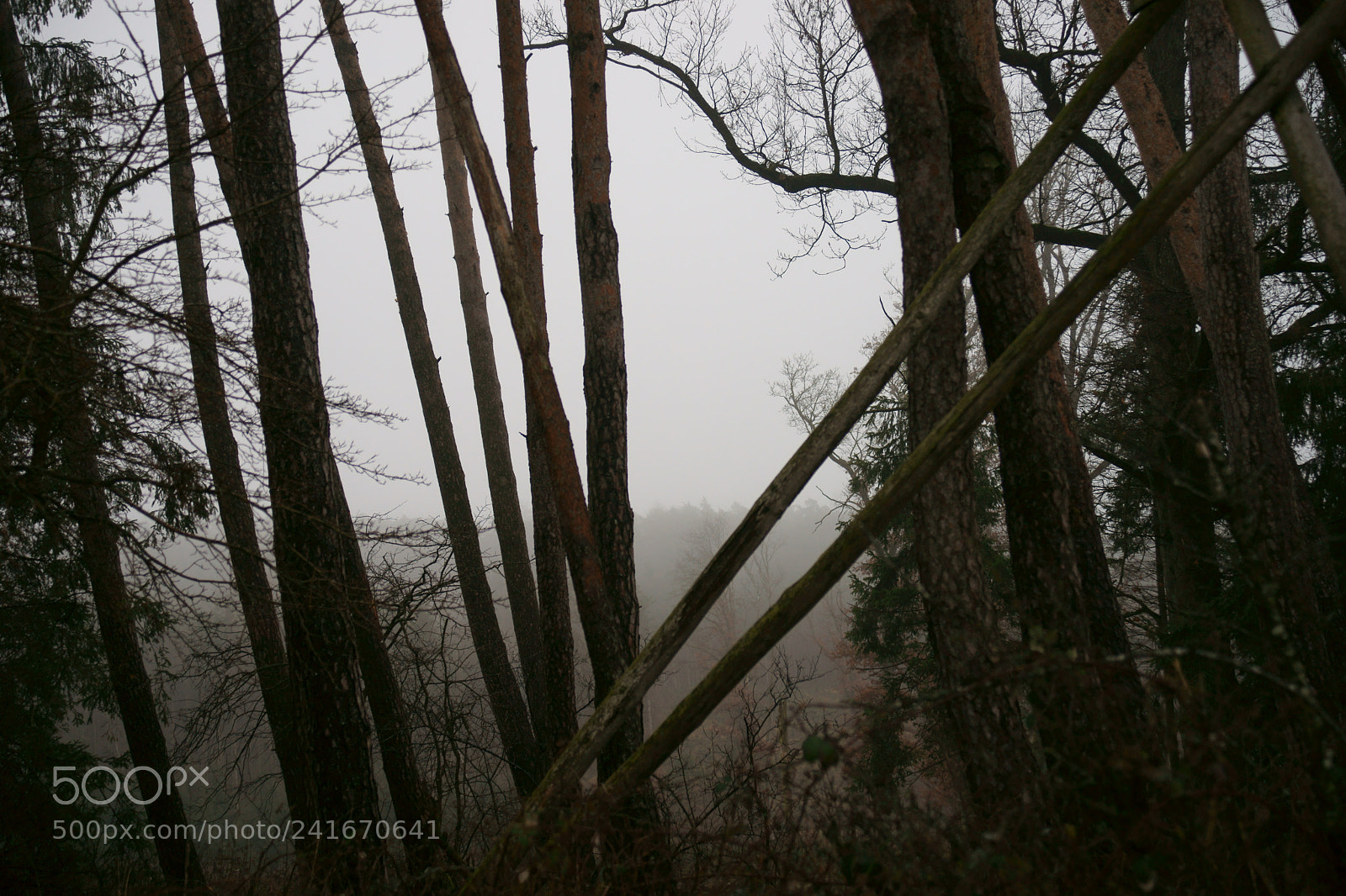 Sony Alpha DSLR-A900 sample photo. Bare photography