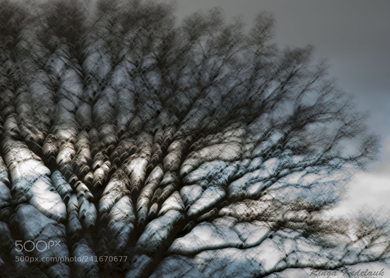 Nikon D80 sample photo. Old tree photography