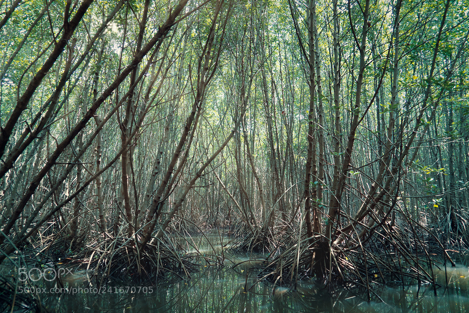 Sony a7S sample photo. Mangrove photography
