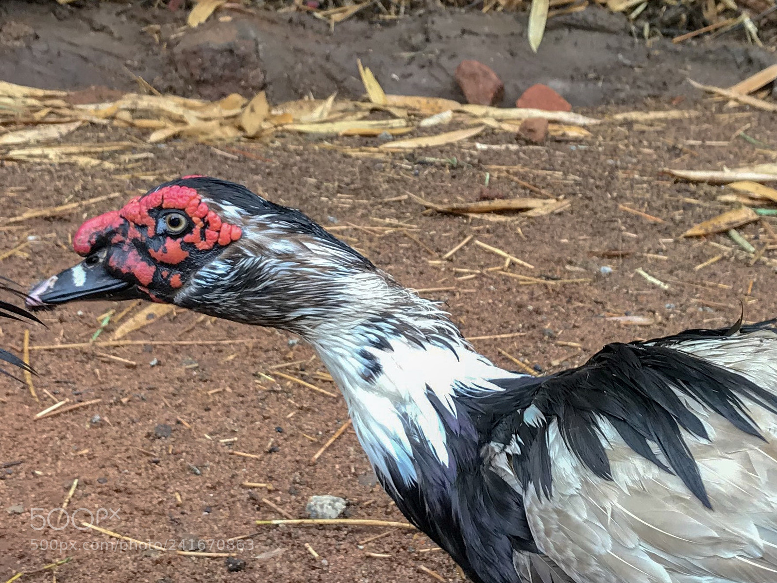 Apple iPhone 7 sample photo. Duck s worth is photography