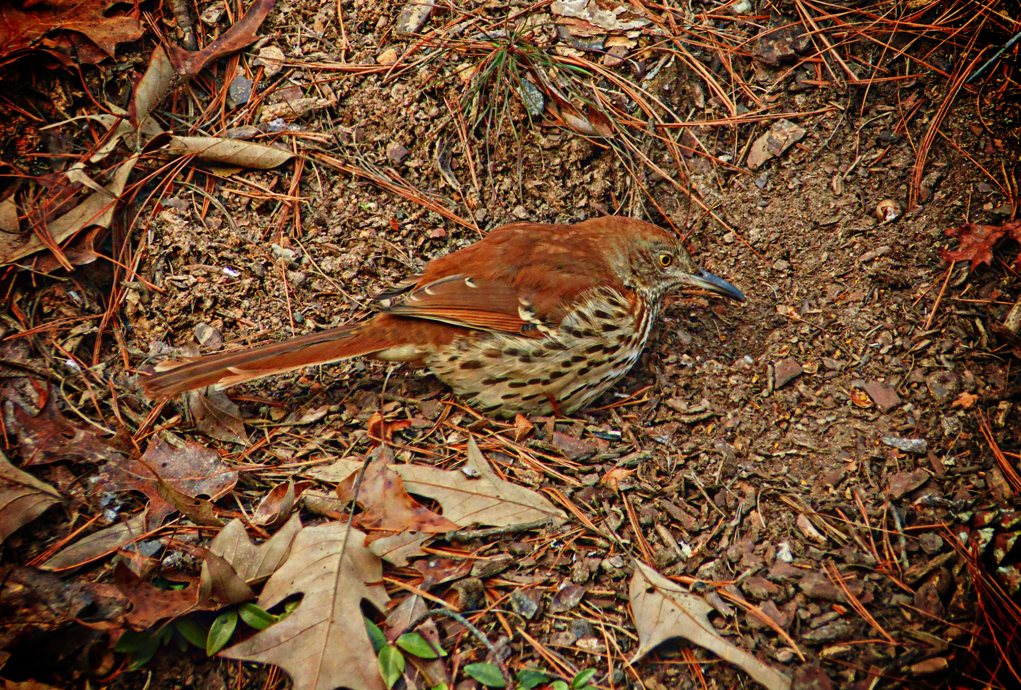 Samsung WB100/  WB101 sample photo. Brown thrasher photography