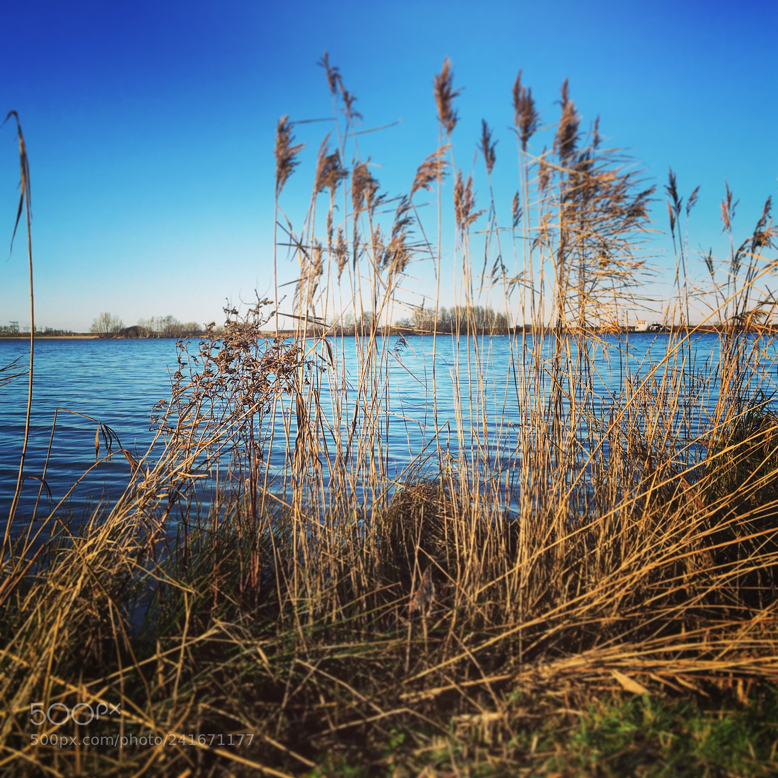 Apple iPhone 6s sample photo. Milligerplas photography