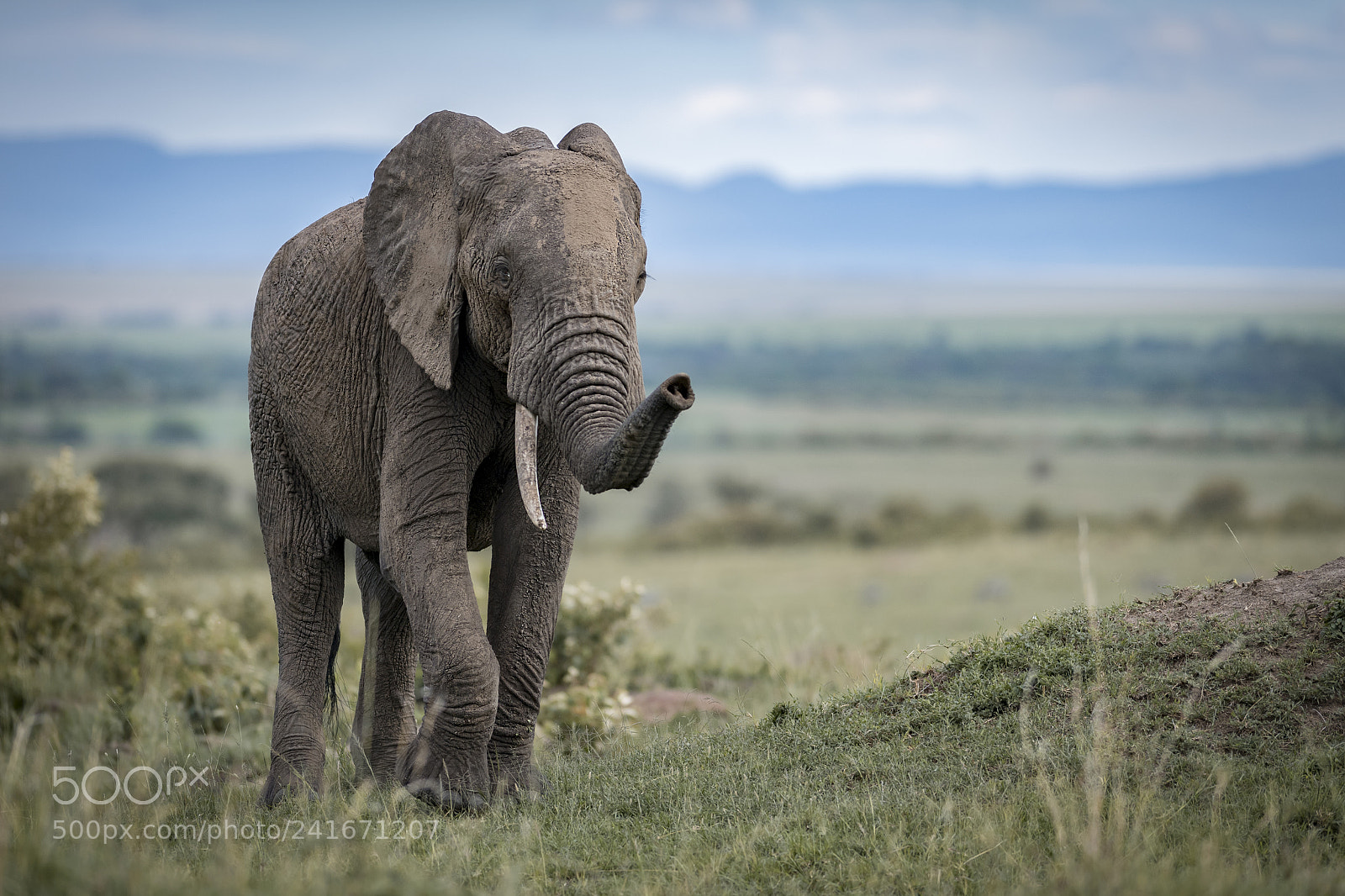 Nikon D5 sample photo. Tusker photography