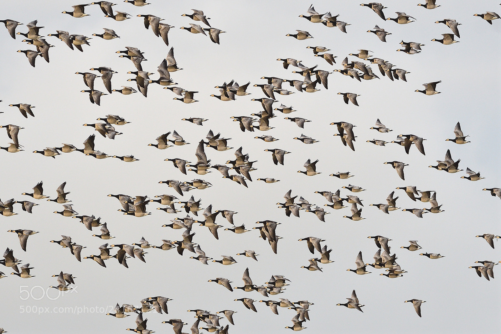 Nikon D500 + Nikon AF-S Nikkor 500mm F4G ED VR sample photo. Migration photography