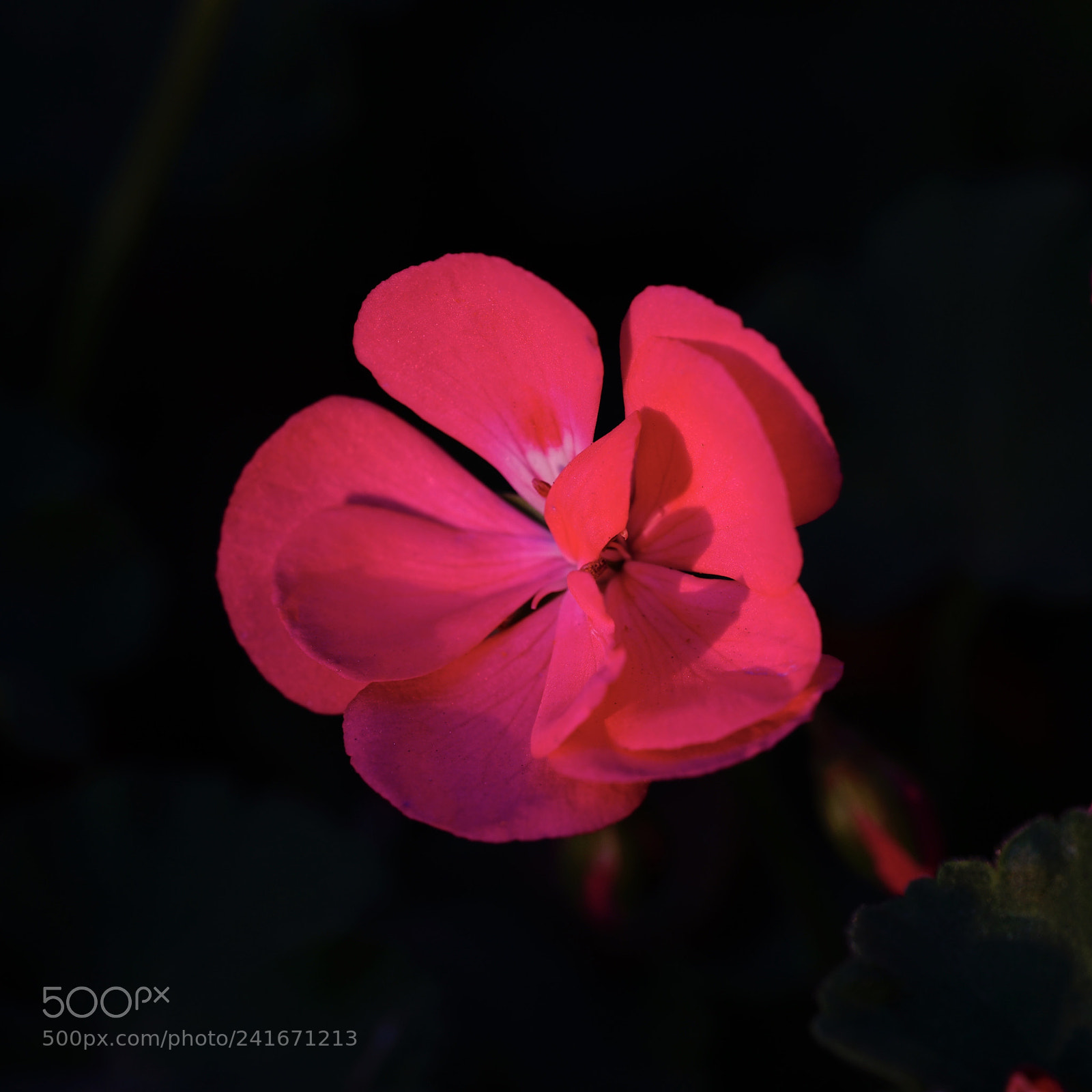 Sony a7 II sample photo. 红与黑 photography