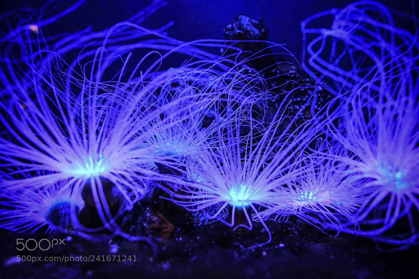 Nikon D500 sample photo. Underwater stars. photography