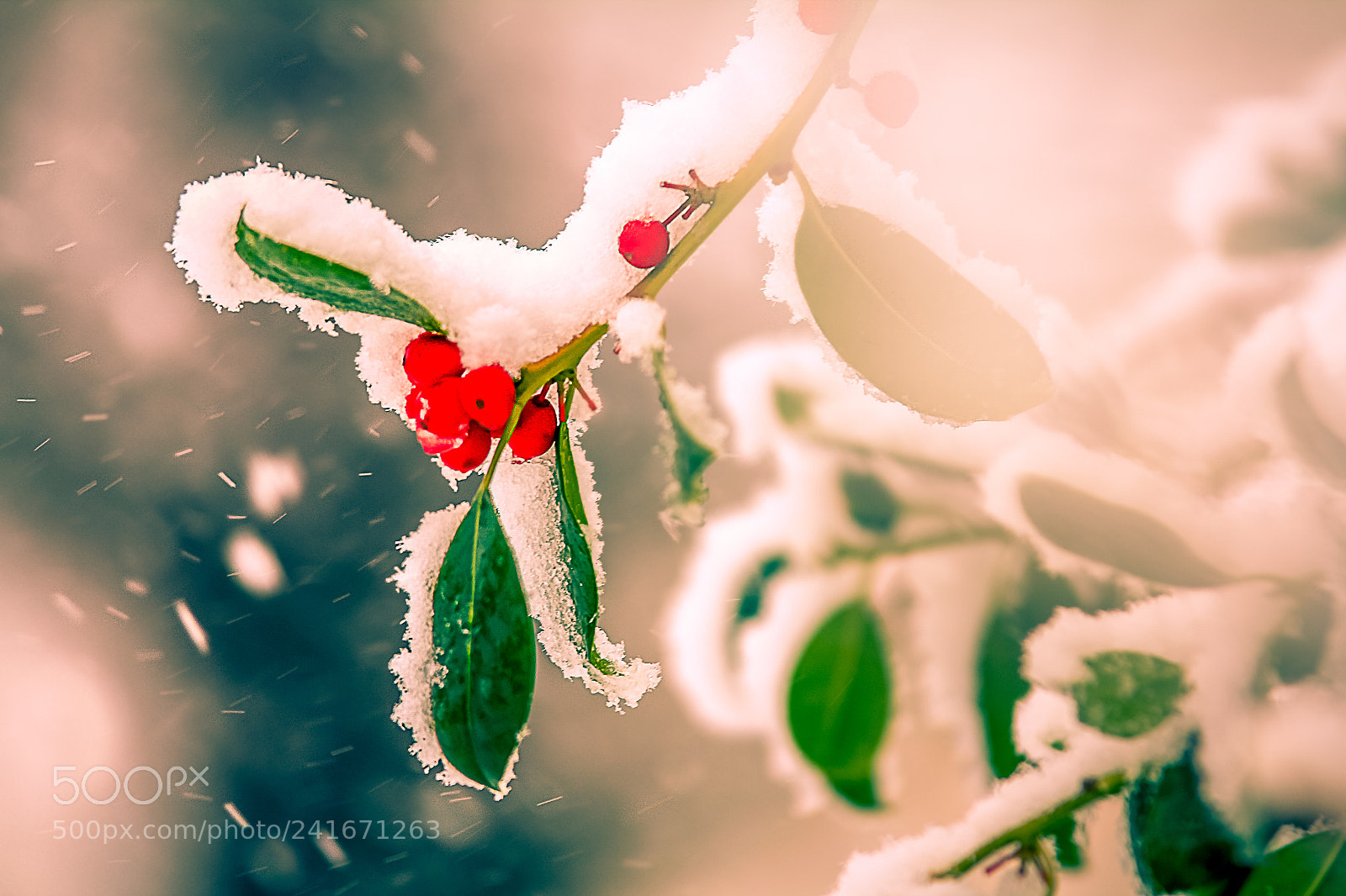 Canon EOS 60D sample photo. Let it snow photography