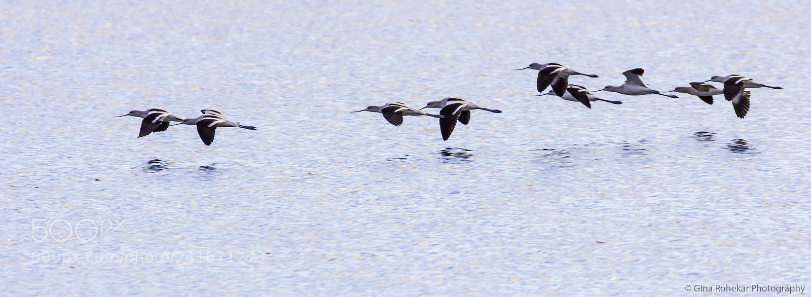 Nikon D7100 sample photo. American avocets photography
